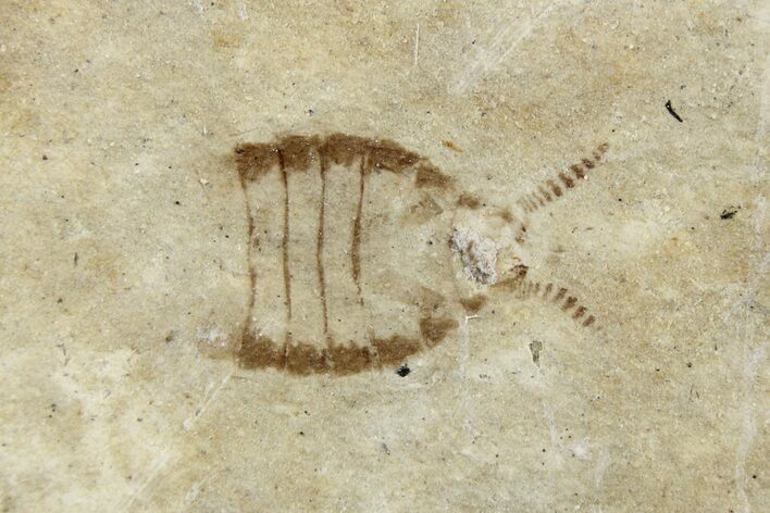 Detailed Cockroach (Odonata) Fossil - Cereste, France #256320